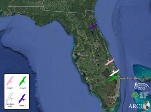 July 2020 locations of four Swallow-tailed Kites tagged in Palm Beach County, FL by ARCI